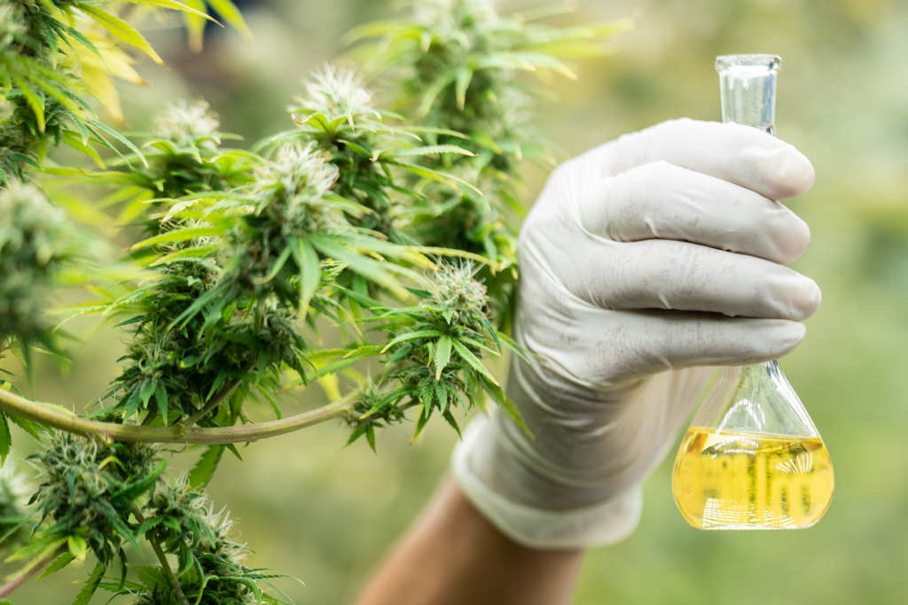 Cannabis Terpene Profiling