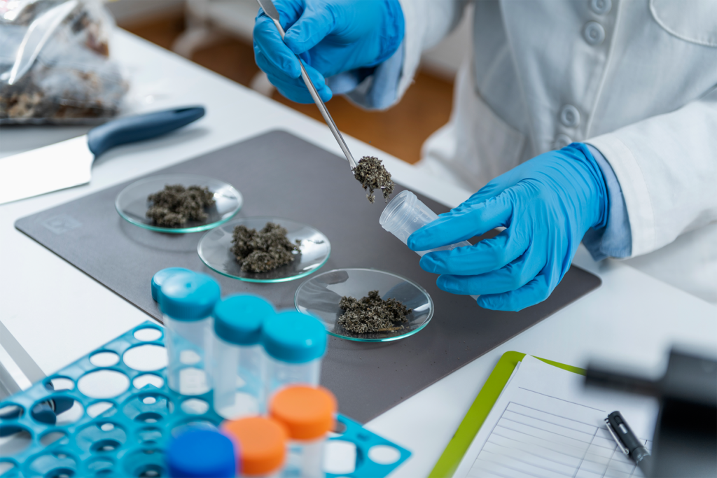 Cannabis Testing Services