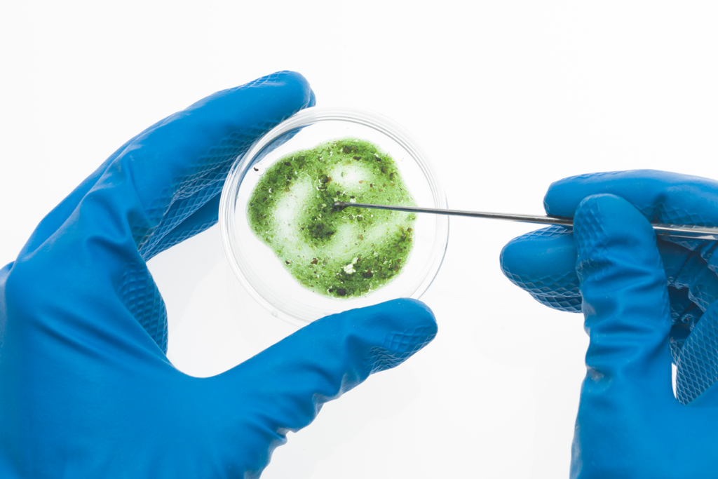 Cannabis Microbiological Testing